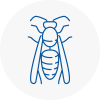 Melrose Wasp Nest Removal
